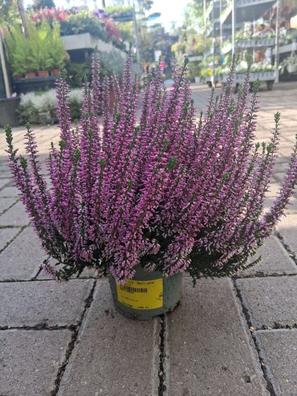 Calluna vulgaris - Csarab - Image 4