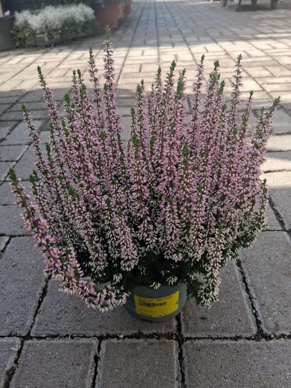 Calluna vulgaris - Csarab - Image 6