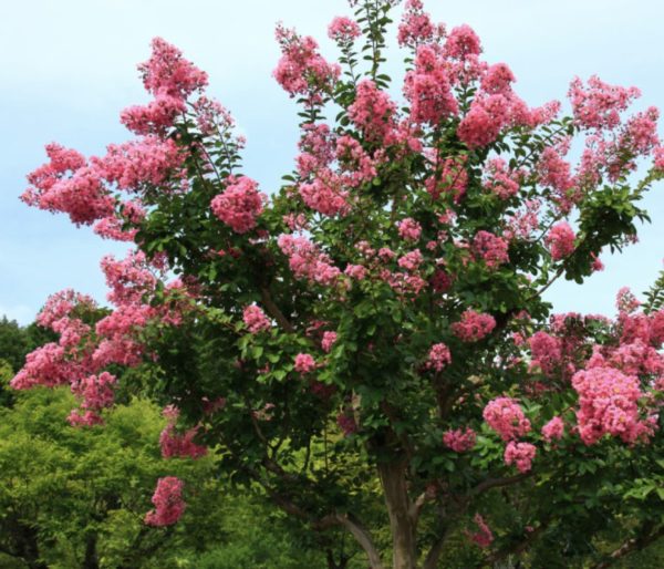 Lagerstroemia 'Hopi' - Kínai selyemmirtusz - Image 2