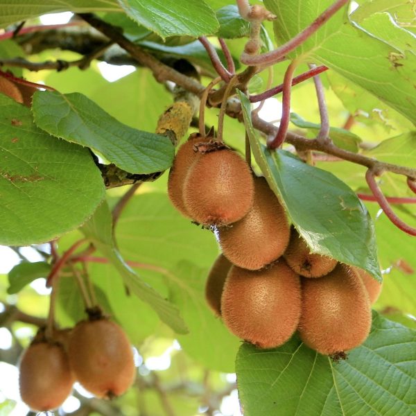 Actinidia deliciosa 'Solo' - Öntermékeny kivi