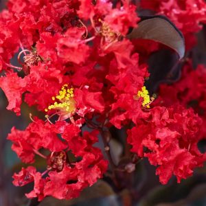Lagerstroemia 'Red Rocket' - Kínai selyemmirtusz