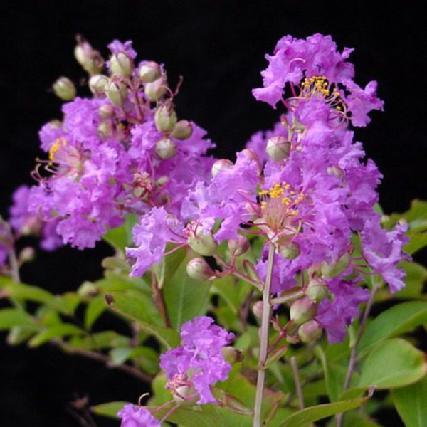 Kínai selyemmirtusz (Lagerstroemia Petite Orchid’)