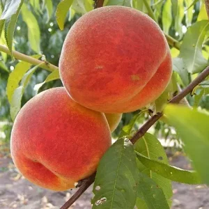 Őszibarack/ Nektarin