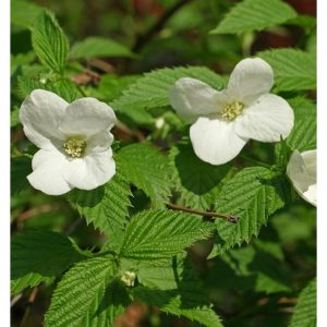 Rhodotypos scandens - Hószirom cserje