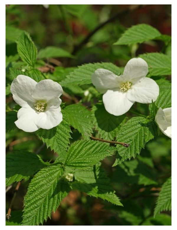 Rhodotypos scandens - Hószirom cserje