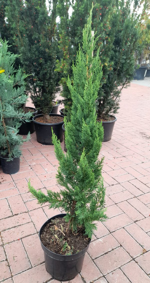 Juniperus chinensis Keteleri - Oszlopos kínai boróka