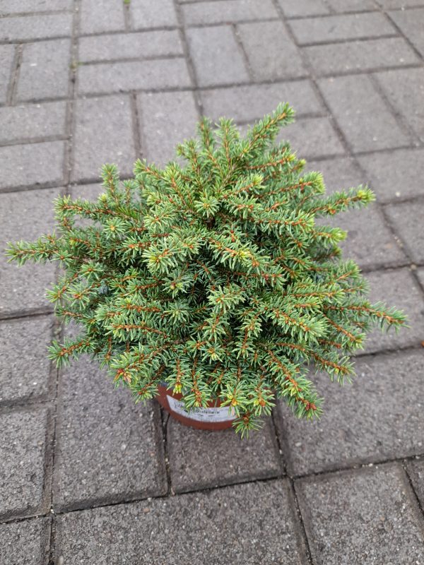 Picea abies '"Little Gem' - Törpe fészekfenyő
