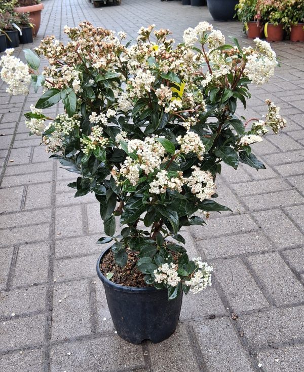 Viburnum tinus 'Eve Price' - Örökzöld bangita
