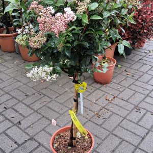 Viburnum tinus ‘Eve Price’ - Örökzöld bangita