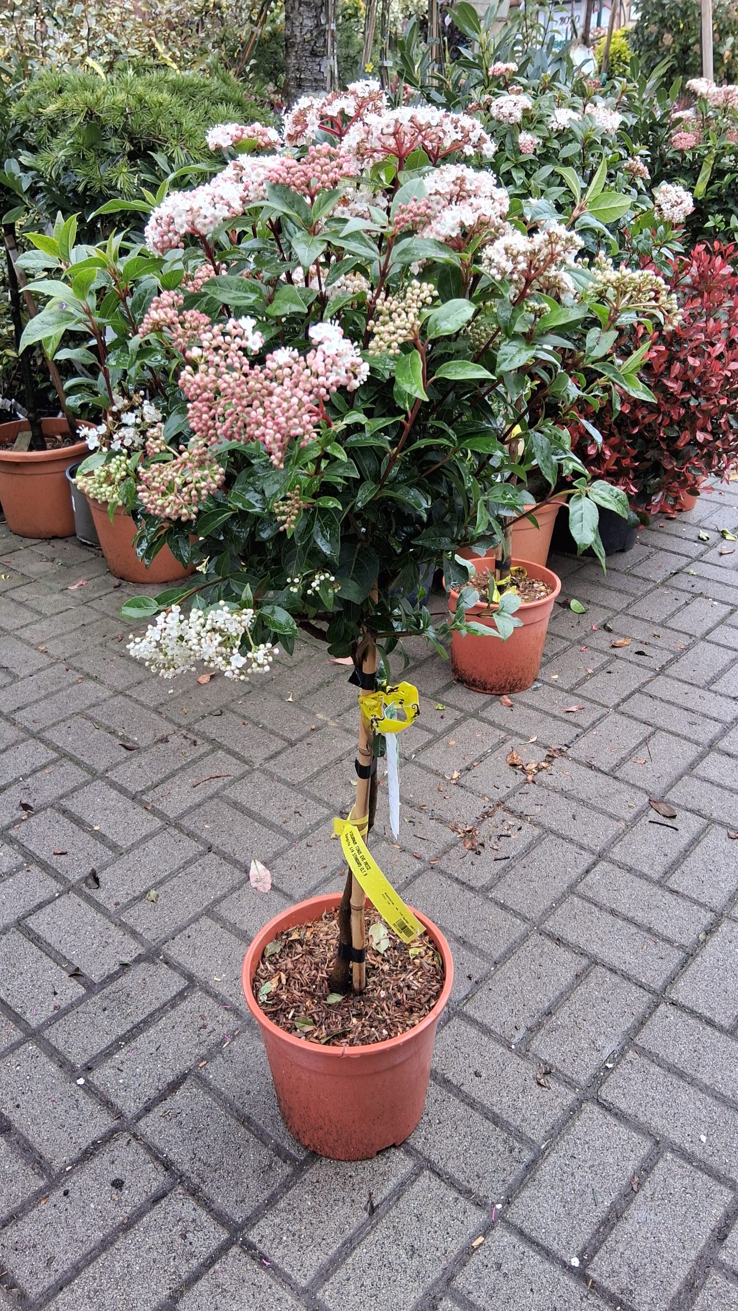 Viburnum tinus ‘Eve Price’ - Örökzöld bangita