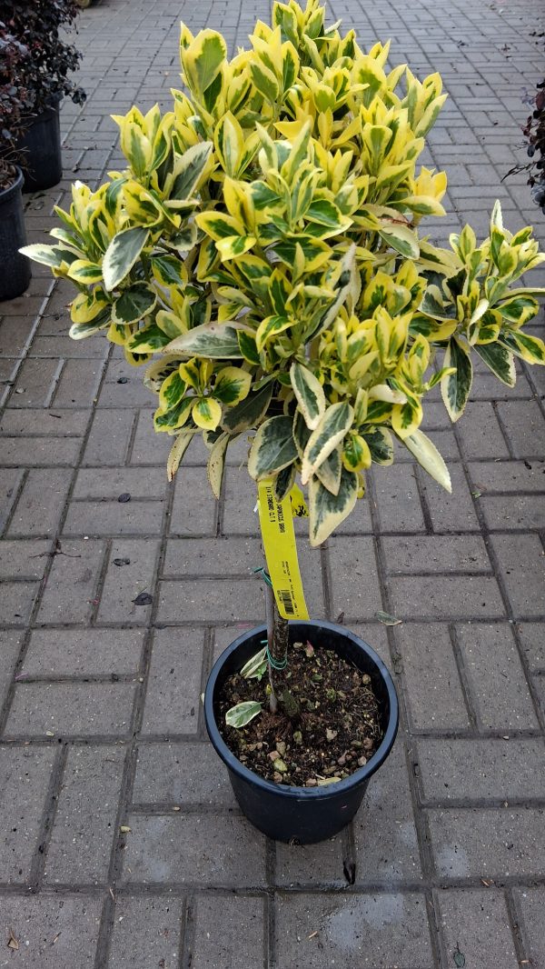 Euonymus japonicus 'Bravo' - Fehér-tarka kecskerágó