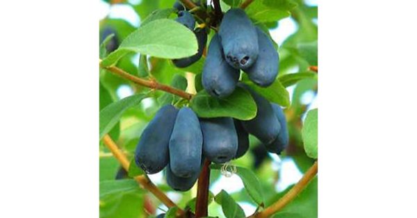 Lonicera kamtschatica ‘Zielona’ - Kamcsatkai mézbogyó