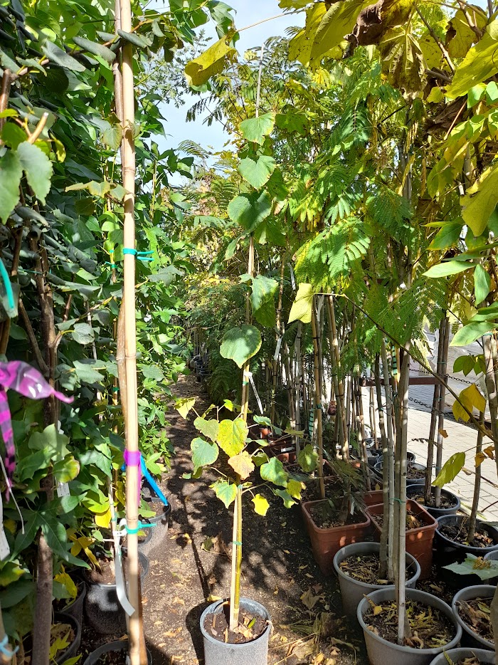 Tilia cordata ,Kislevelű hárs - Image 2