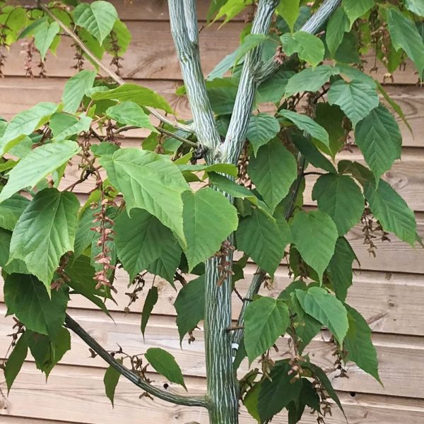 Acer davidii 'Viper' - Kígyókérgű juhar