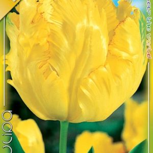 Tulipa Parrot Texas Gold / Papagájvirágú tulipán 7 db