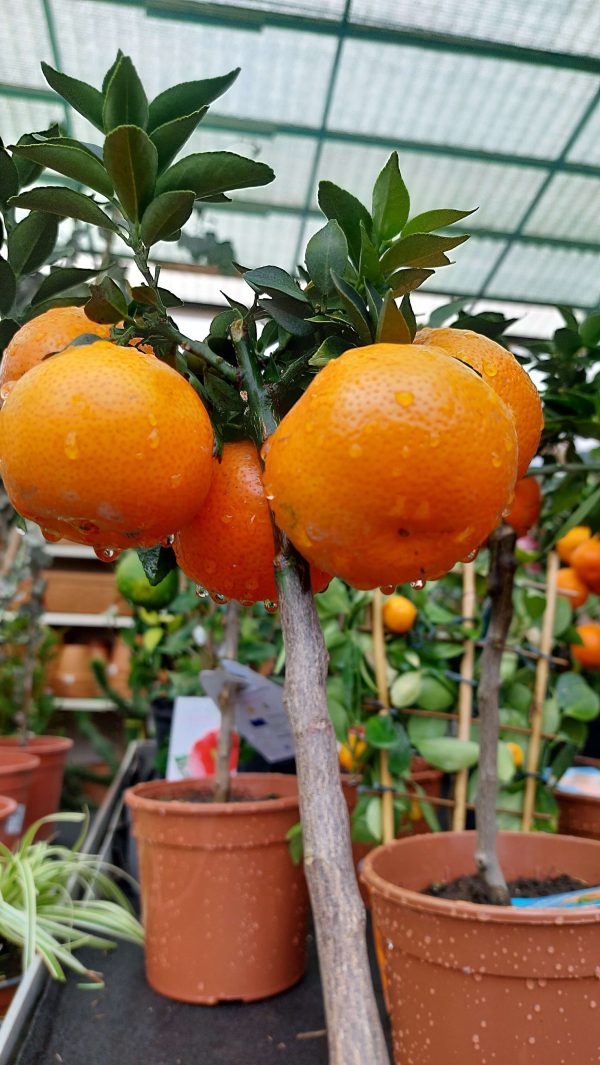 Citrus myrtifolia Chinotto/ Mirtuszlevelű törpenarancs