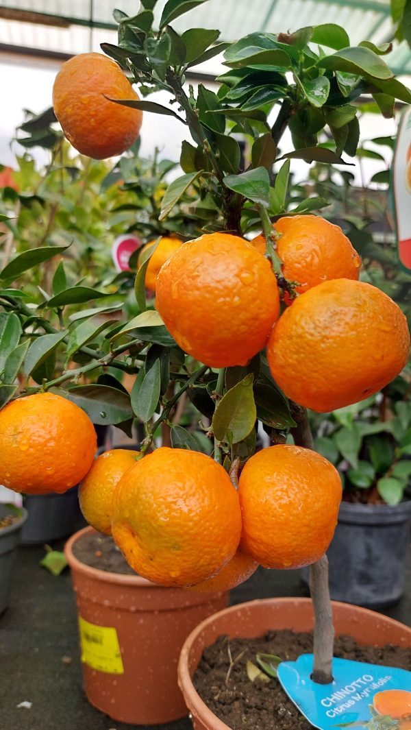 Citrus myrtifolia Chinotto/ Mirtuszlevelű törpenarancs