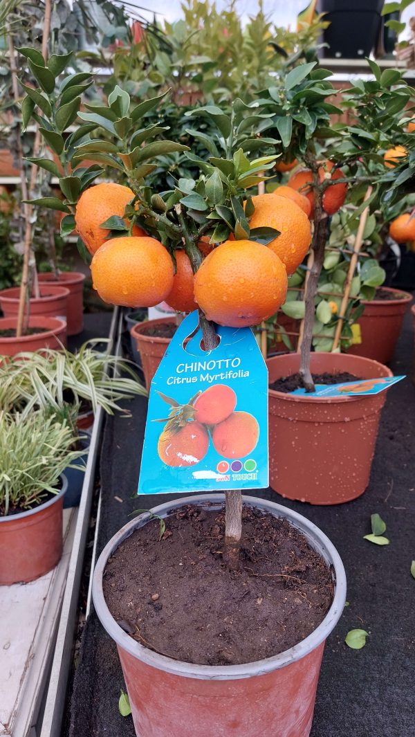 Citrus myrtifolia Chinotto/ Mirtuszlevelű törpenarancs