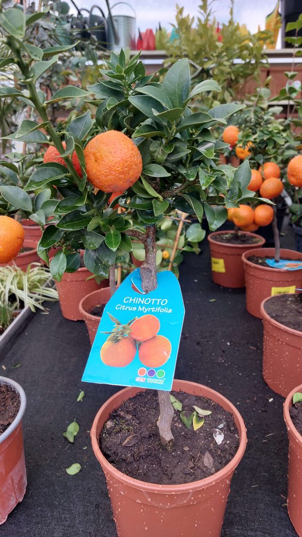 Citrus myrtifolia Chinotto/ Mirtuszlevelű törpenarancs