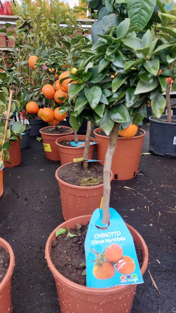 Citrus myrtifolia Chinotto/ Mirtuszlevelű törpenarancs