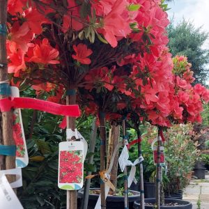 Törzses Azalea Japonica