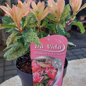 Photinia fraseri 'Pink Crispy' - Korallberkenye