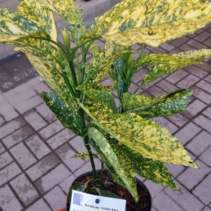 Aucuba japonica 'Golden King'/Márványos babérsom