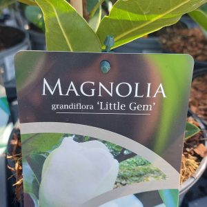 Magnolia Grandiflora 'George Henry Kern'/Örökzöld liliomfa