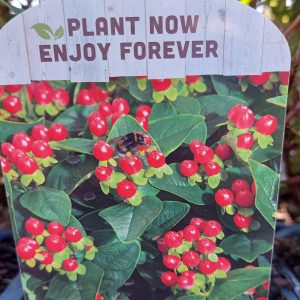 Hypericum inodorum Red/Orbáncfű fajták