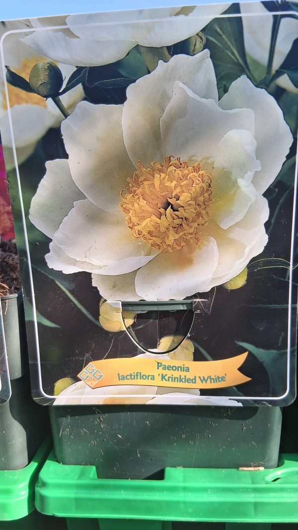 Paeonia lactiflora 'Krinkled White' - Illatos bazsarózsa