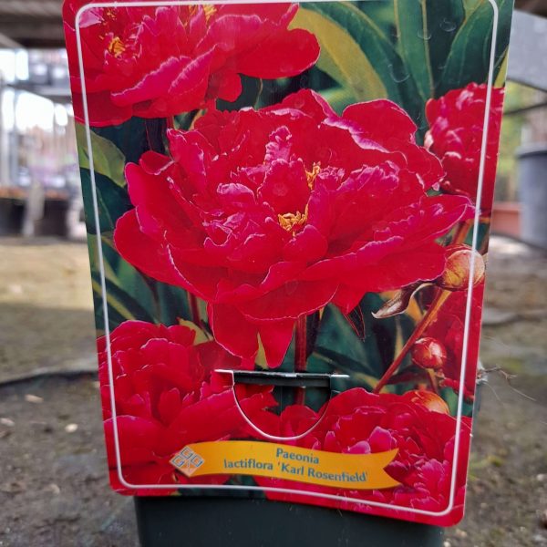 Paeonia lactiflora 'Karl Rosenfield' - Illatos bazsarózsa