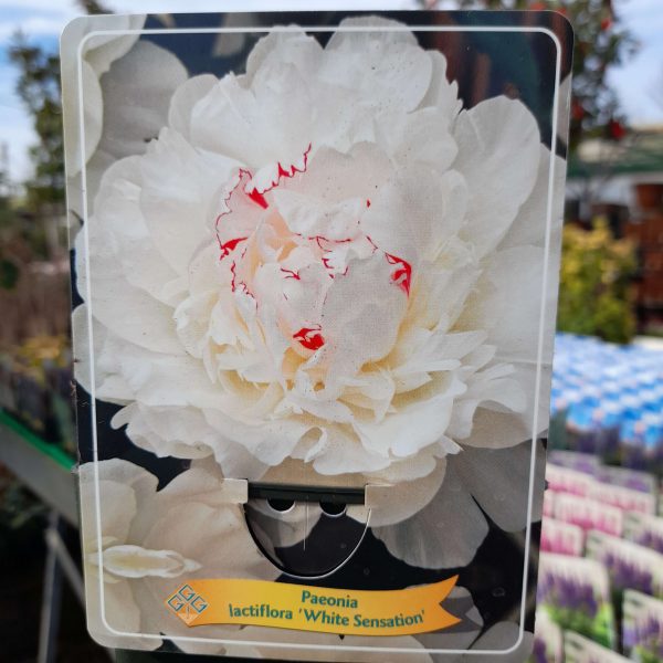 Paeonia lactiflora 'White Sensation - Illatos bazsarózsa