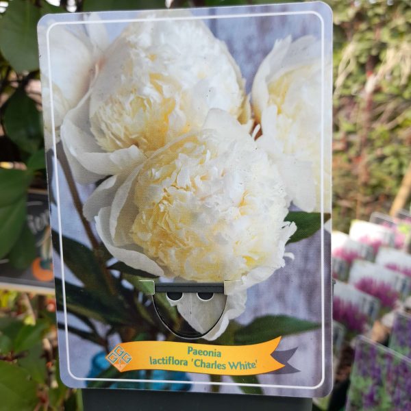 Paeonia lactiflora 'Charles White' - Illatos bazsarózsa
