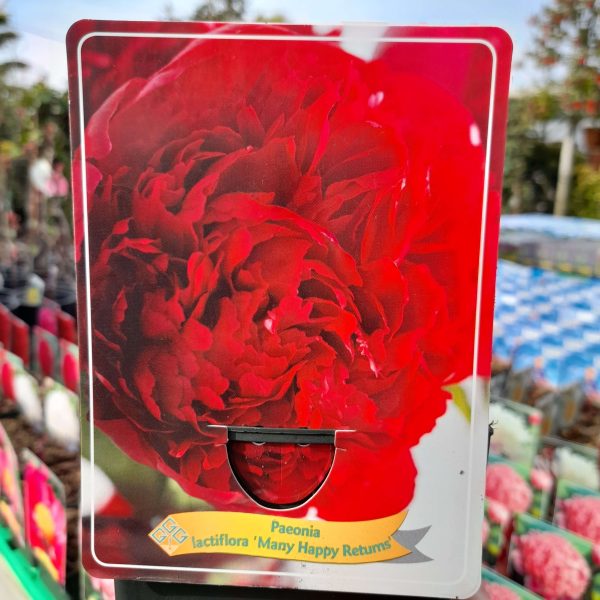 Paeonia 'Many Happy Returns' -Illatos bazsarózsa