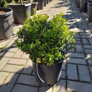 Euonymus pulchellus 'Verde' - Kislevelű kecskerágó