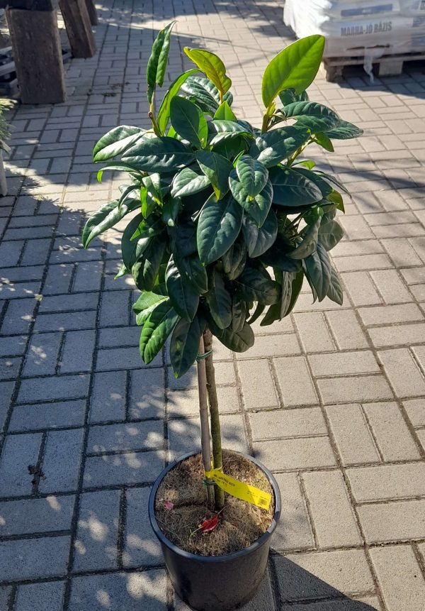 Prunus laurocearasus 'Novita' - Törzses babérmeggy