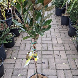 Magnolia grandiflora- Örökzöld magnólia"Little Gem" törzses