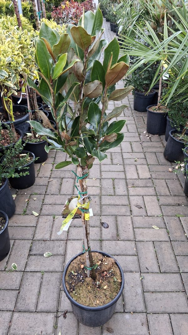 Magnolia grandiflora- Örökzöld magnólia"Little Gem" törzses