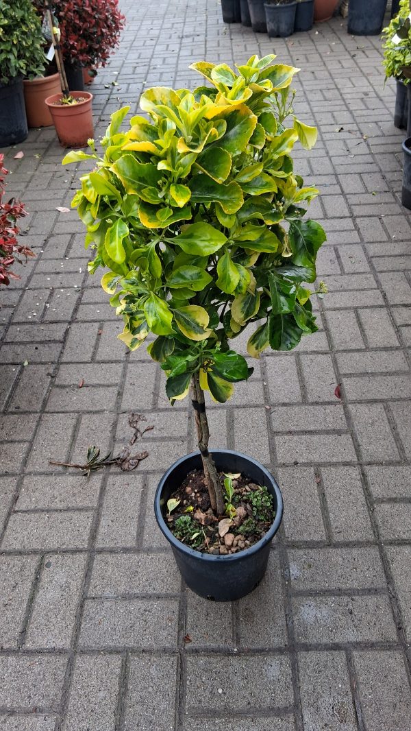 Euonymus japonicus 'Aurea' - Törzses arany kecskerágó 