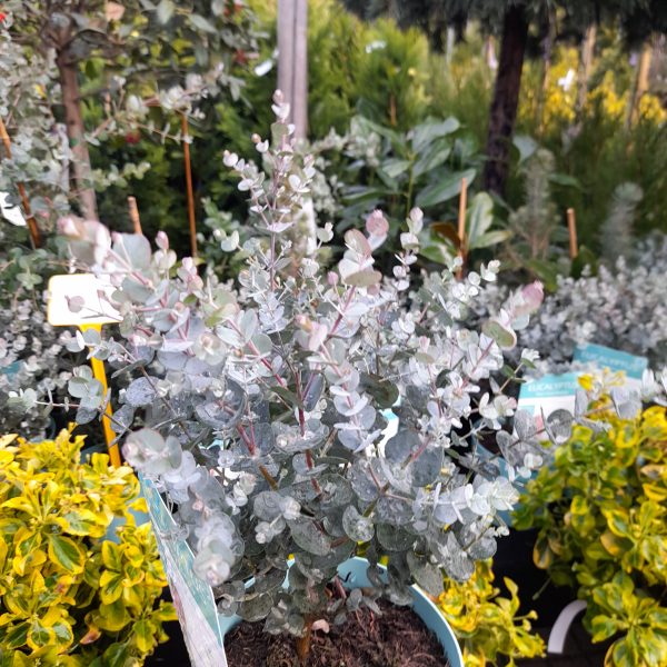 Eucalyptus 'Baby Blue' - Kék lombú eukaliptusz - Image 3