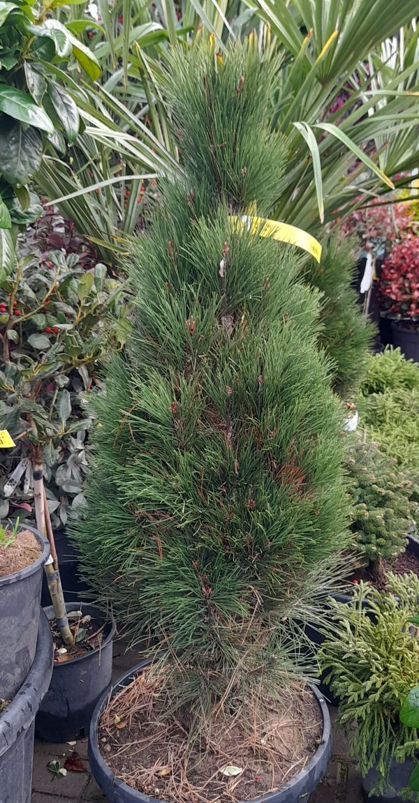 Pinus nigra 'Green Tower' - Oszlopos feketefenyő