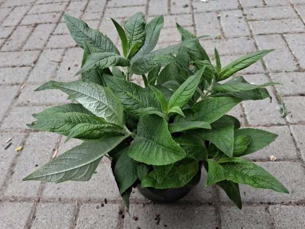 Buddleja davidii 'Empire Blue' - Kék virágú nyáriorgona - Image 3