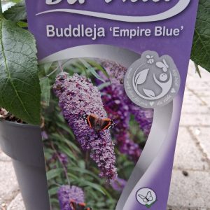 Buddleja davidii 'Empire Blue' - Kék virágú nyáriorgona