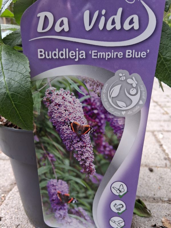 Buddleja davidii 'Empire Blue' - Kék virágú nyáriorgona
