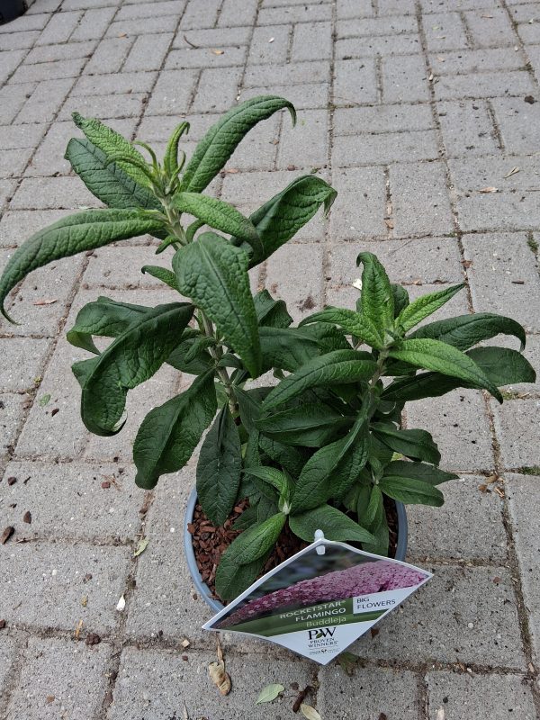 Buddleja davidii 'Pink Delight' - Nyáriorgona - Image 6