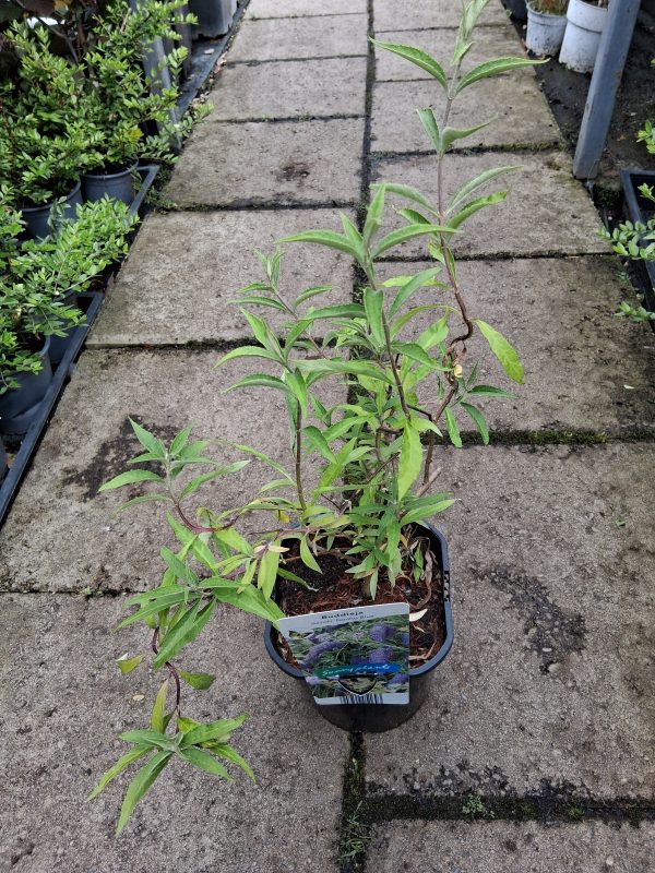 Buddleja davidii 'Nanho Blue' - Nyári orgona - Image 4