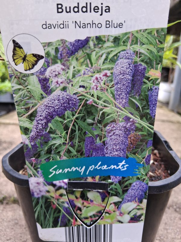 Buddleja davidii 'Nanho Blue' - Nyári orgona - Image 5
