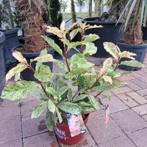 Photinia fraseri 'Pink Crispy' - Korallberkenye