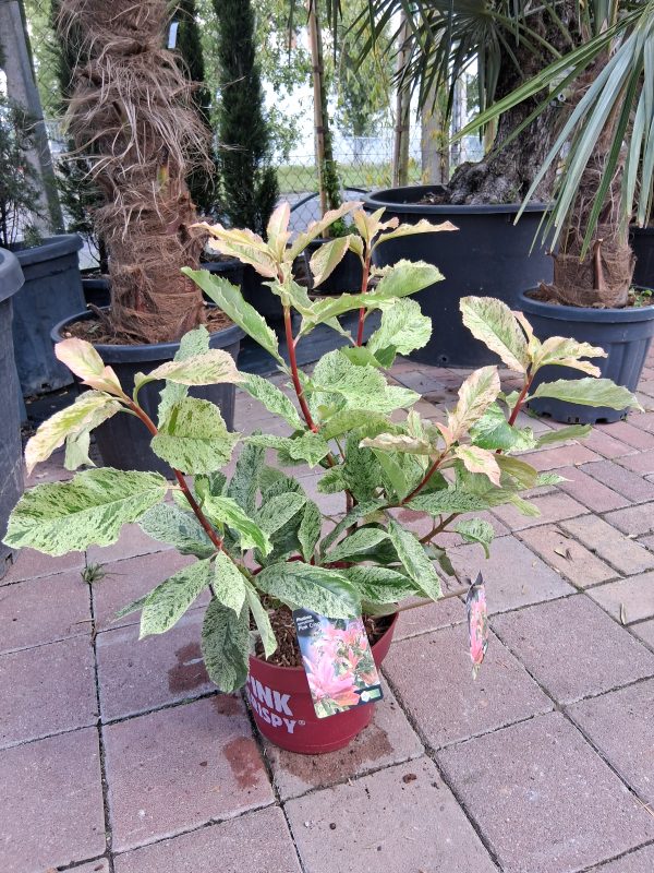 Photinia fraseri 'Pink Crispy' - Korallberkenye