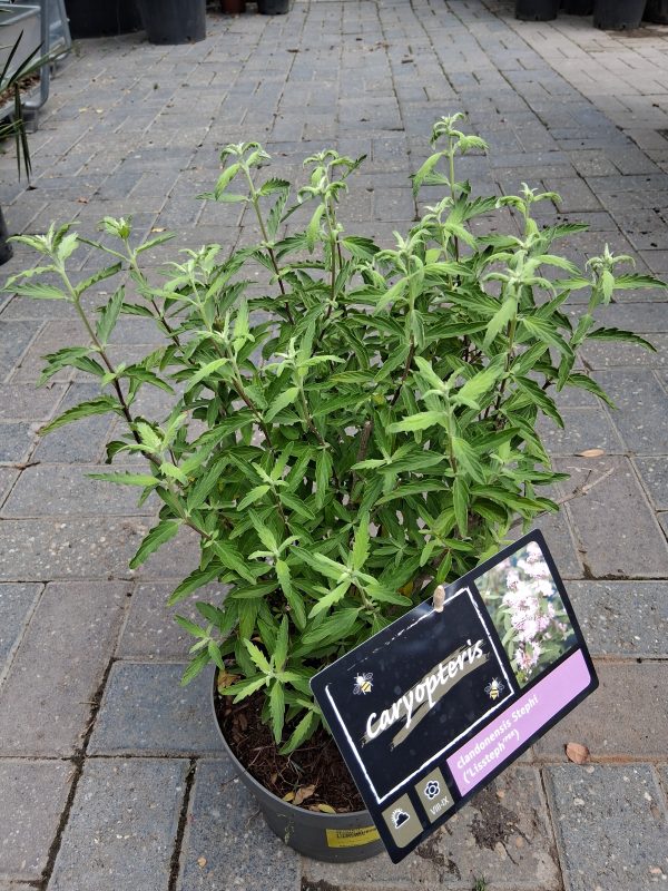 Caryopteris clandonensis 'Stephi' - Kékszakáll - Image 4